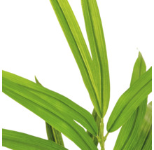 Detailweergave van kunstbamboe bladeren, groene langwerpige bladeren van een kunstplant met bladnerven.
