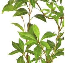 Detailopname van een plant met groene, ovale en gekartelde bladeren aan dunne takken.