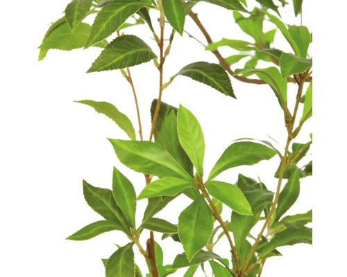 Detailopname van een plant met groene, ovale en gekartelde bladeren aan dunne takken.