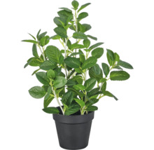Kunstplant in zwarte kunststof pot.