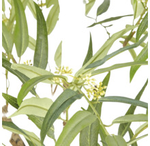 Close-up van een kunstmatige eucalyptustak met lange groene bladeren en kleine gele bloemtrossen.