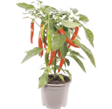 Chiliplant met rode en groene pepers in een grijze kunststof pot.