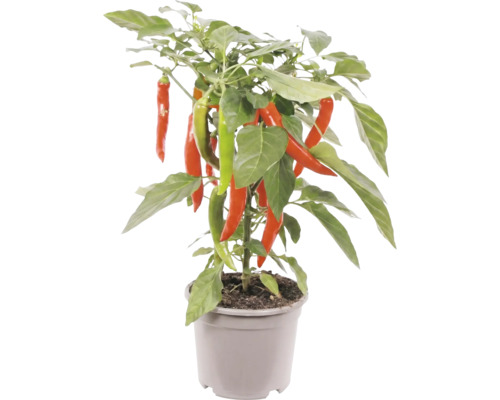 Chiliplant met rode en groene pepers in een grijze kunststof pot.