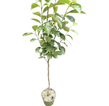 Jonge kakiboom in kweekpot met groene bladeren.