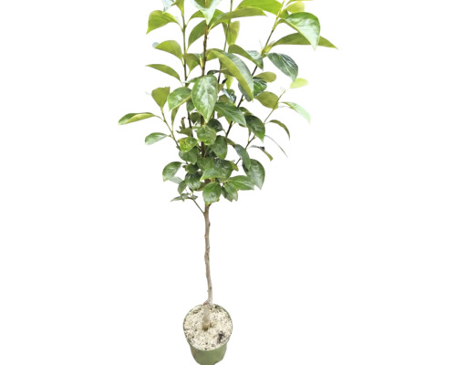 Jonge kakiboom in kweekpot met groene bladeren.