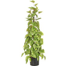 Kunstmatige Scindapsus in zwarte pot met mospaal, natuurgetrouwe kunstplant met hartvormige bladeren.