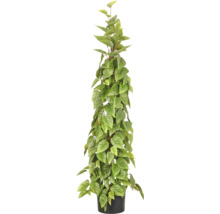 Kunstmatige Scindapsus aan stok in zwarte pot.