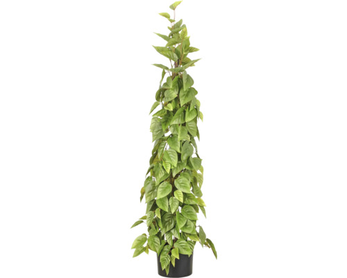 Kunstmatige Scindapsus aan stok in zwarte pot.