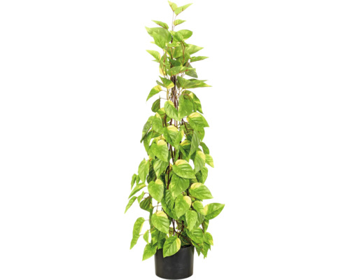 Kunstplant drakenklimop Epipremnum aureum in zwarte pot met klimsteun en gevlekte bladeren.