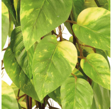 Detailopname van een plant met hartvormige, groen-geel gevlekte bladeren.