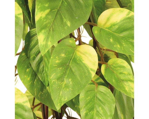 Detailopname van een plant met hartvormige, groen-geel gevlekte bladeren.