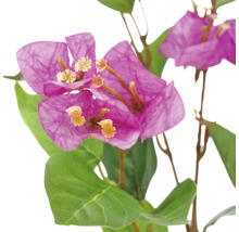 Kunstmatige Bougainvillea met paarse bloemen en groene bladeren.