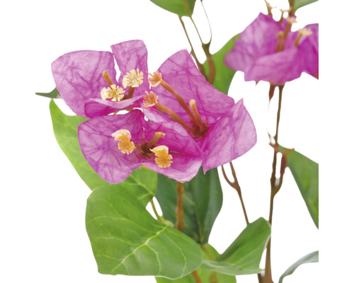 Kunstmatige Bougainvillea met paarse bloemen en groene bladeren.