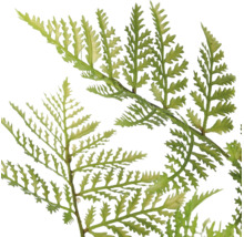 Groene varenblad met geveerde bladeren.