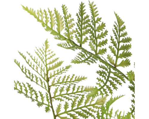 Groene varenblad met geveerde bladeren.