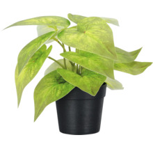 Kunstplant Epipremnum in zwarte kunststof pot, natuurgetrouwe decoratie voor binnen.