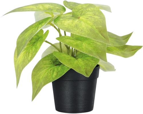 Kunstplant Epipremnum in zwarte kunststof pot, natuurgetrouwe decoratie voor binnen.