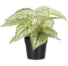 Kunstmatige Caladium-plant in zwarte kunststof pot met wit en groen gepatrooneerde bladeren.