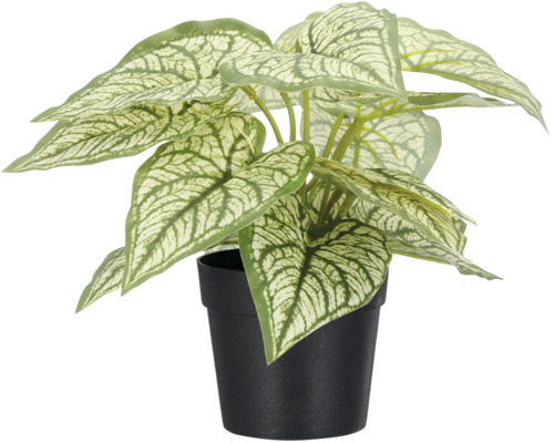 Kunstmatige Caladium-plant in zwarte kunststof pot met wit en groen gepatrooneerde bladeren.