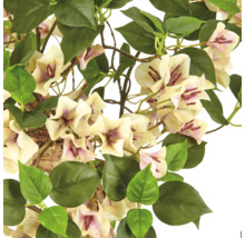Kunstmatige Bougainvillea met crèmekleurige bloemen en groene bladeren.