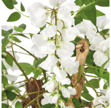 Kunstwisteria met witte bloemen, groene bladeren en stam van natuurlijk hout.