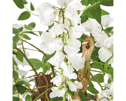 Kunstwisteria met witte bloemen, groene bladeren en stam van natuurlijk hout.