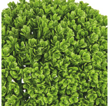Detailopname van een groene kunstmatige buxus met dichte bladeren van kunststof.