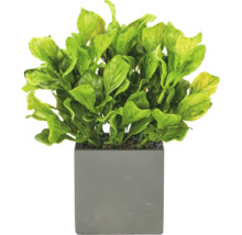 Kunstplant met groene bladeren in een vierkante grijze pot.