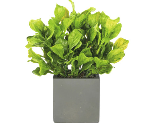 Kunstplant met groene bladeren in een vierkante grijze pot.