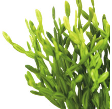 Detailopname van een groene Rhipsalis kamerplant met gelede stengels.