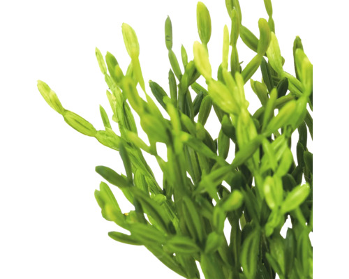 Detailopname van een groene Rhipsalis kamerplant met gelede stengels.