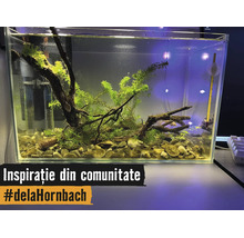 Helder ingericht rechthoekig glazen aquarium met waterplanten, kienhout, grind, binnenfilter en thermometer.