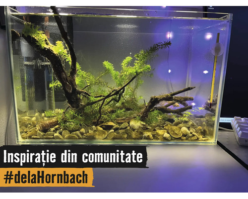 Helder ingericht rechthoekig glazen aquarium met waterplanten, kienhout, grind, binnenfilter en thermometer.