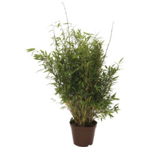 Bamboe Fargesia in een bruine plantenpot met dicht gebladerte.