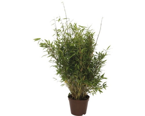 Bamboe Fargesia in een bruine plantenpot met dicht gebladerte.