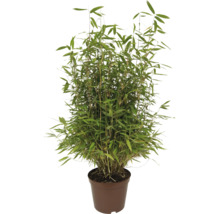 Bamboeplant met dichte groene bladeren in een bruine kunststof pot.