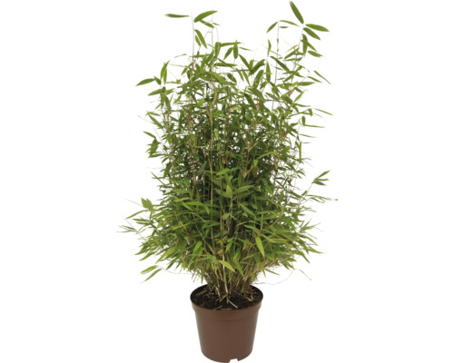Bamboeplant met dichte groene bladeren in een bruine kunststof pot.