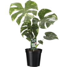 Monstera Thai Constellation met gevlekt blad in zwarte kweekpot.