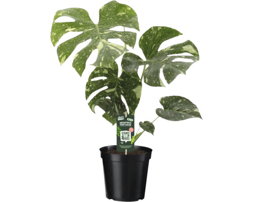 Monstera Thai Constellation met gevlekt blad in zwarte kweekpot.