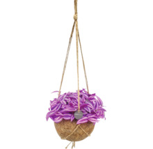 Tradescantia in een Kokodama kokosvezel hangpot met jutetouwen.