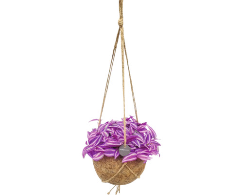 Tradescantia in een Kokodama kokosvezel hangpot met jutetouwen.
