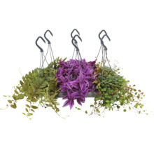 Mix van drie verschillende hangplanten in hangpotten met haken, met paarse en groene bladeren.