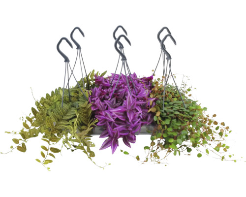 Mix van drie verschillende hangplanten in hangpotten met haken, met paarse en groene bladeren.