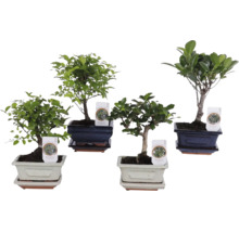 Vier verschillende bonsai kamerplanten in decoratieve keramische schalen met bijpassende schotels.