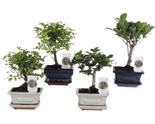 Vier verschillende bonsai kamerplanten in decoratieve keramische schalen met bijpassende schotels.