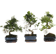 Drie verschillende bonsaibomen in rechthoekige keramische potten met bijbehorende schotels en labels.