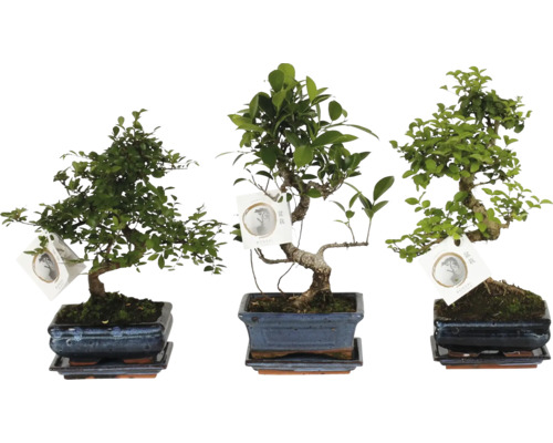 Drie verschillende bonsaibomen in rechthoekige keramische potten met bijbehorende schotels en labels.