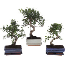 Drie verschillende bonsai kamerplanten in rechthoekige keramische potten met bijbehorende schotels.