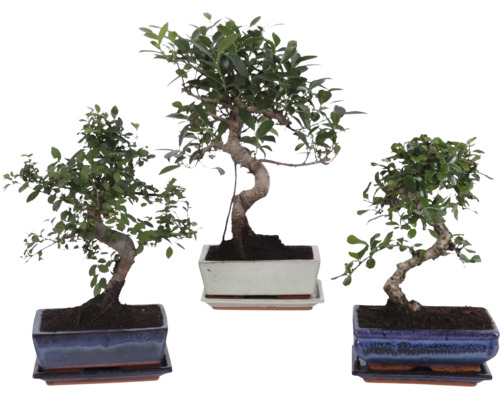 Drie verschillende bonsai kamerplanten in rechthoekige keramische potten met bijbehorende schotels.