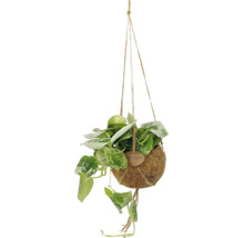 Scindapsus pictus in een Kokodama hangpot van natuurlijke kokosvezels.